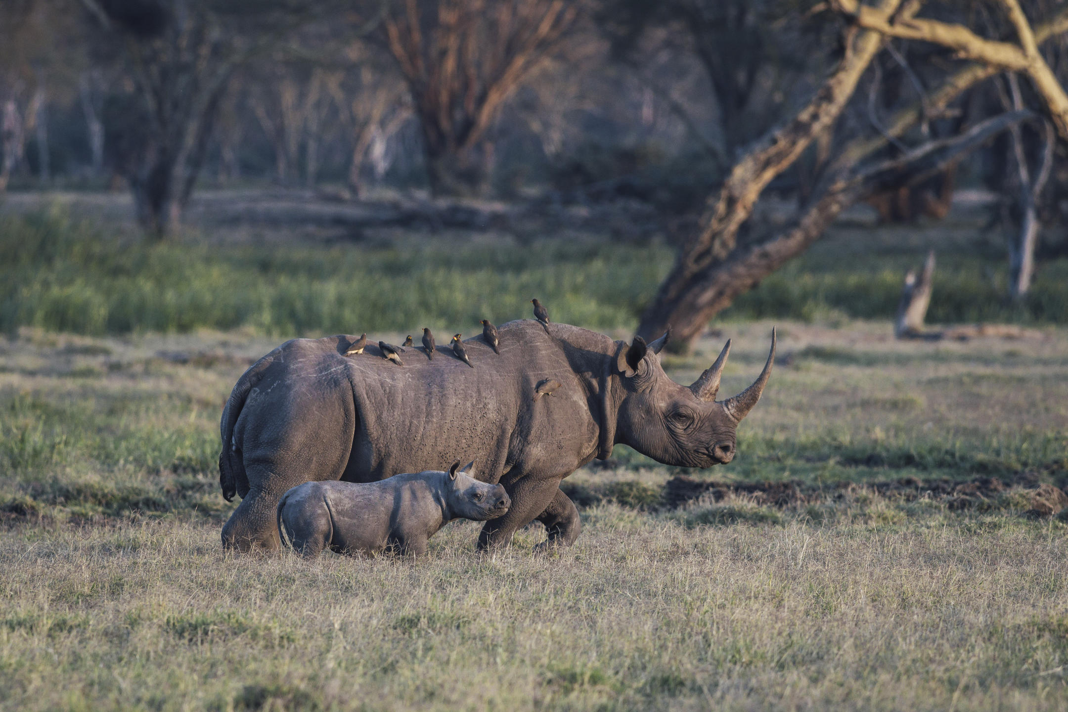 Lewa House thumbnail 12